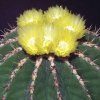 Ferocactus_schwarzii_1